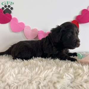 Jake, Portuguese Water Dog Puppy
