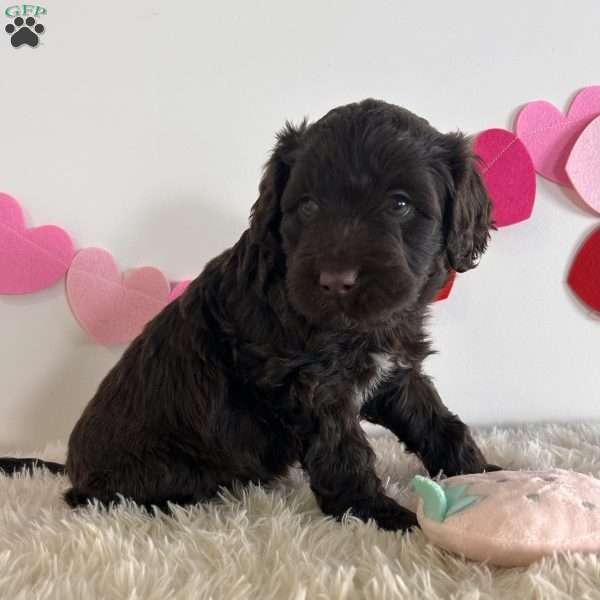 Jake, Portuguese Water Dog Puppy