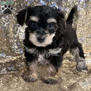 Tina, Yorkie Poo Puppy