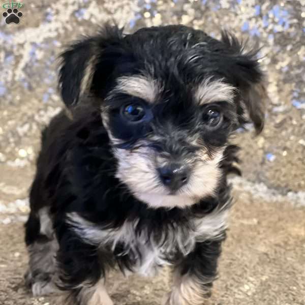 Tina, Yorkie Poo Puppy