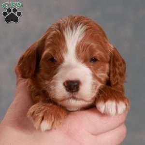 Ginger, Mini Goldendoodle Puppy