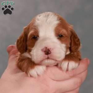 George, Mini Goldendoodle Puppy