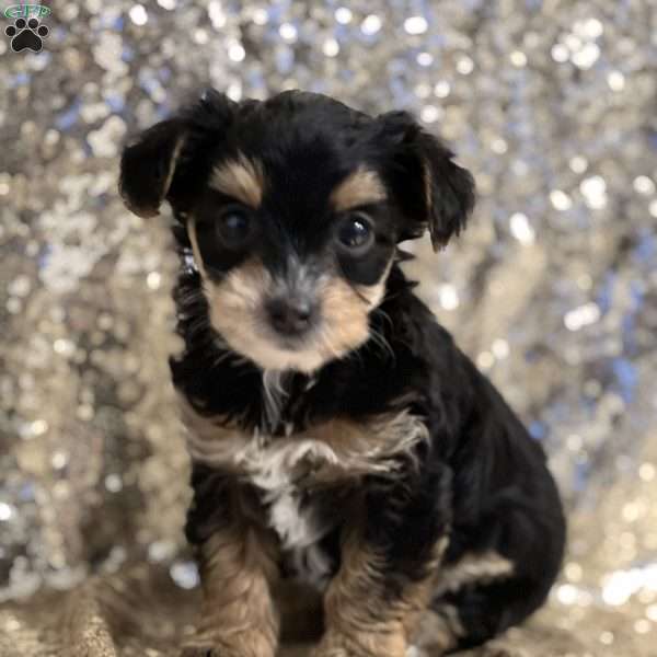 Thalia, Yorkie Poo Puppy