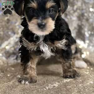 Terrence, Yorkie Poo Puppy