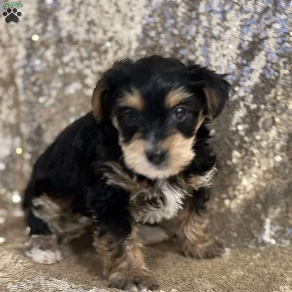 Terrence, Yorkie Poo Puppy