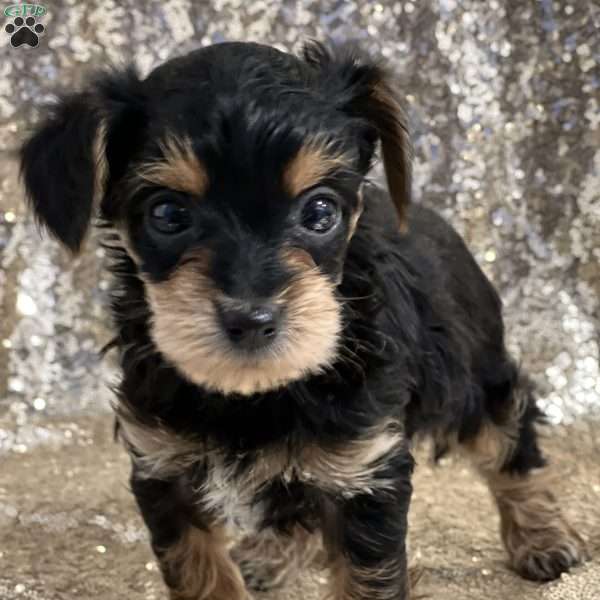 Tony, Yorkie Poo Puppy