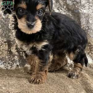 Tony, Yorkie Poo Puppy
