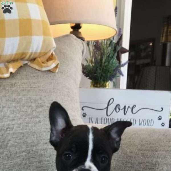 Grace, Frenchton Puppy