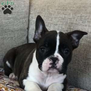 Grace, Frenchton Puppy