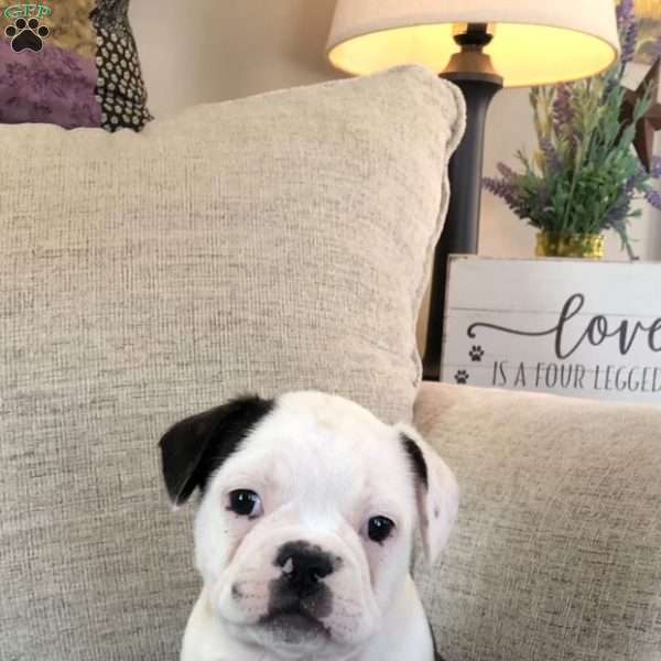 Griffin, Frenchton Puppy