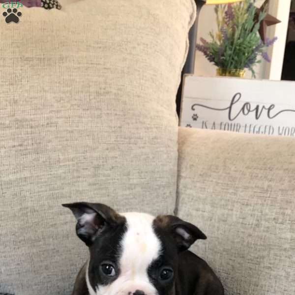 Gus, Frenchton Puppy