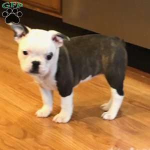 Gizmo, Frenchton Puppy