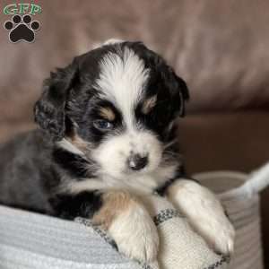 Willow, Australian Shepherd Puppy