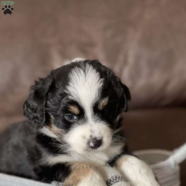 Willow, Australian Shepherd Puppy