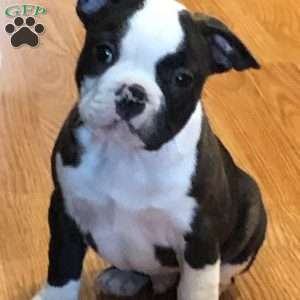 Gus, Frenchton Puppy