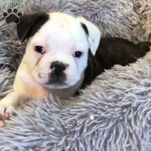 Griffin, Frenchton Puppy