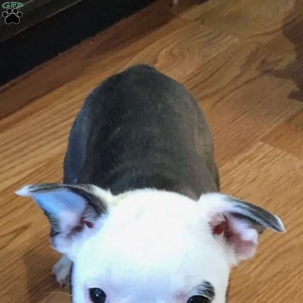 Gizmo, Frenchton Puppy