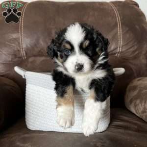 Willow, Australian Shepherd Puppy