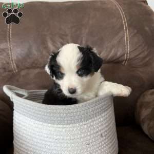 Rosie, Australian Shepherd Puppy