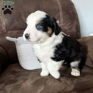 Rosie, Australian Shepherd Puppy