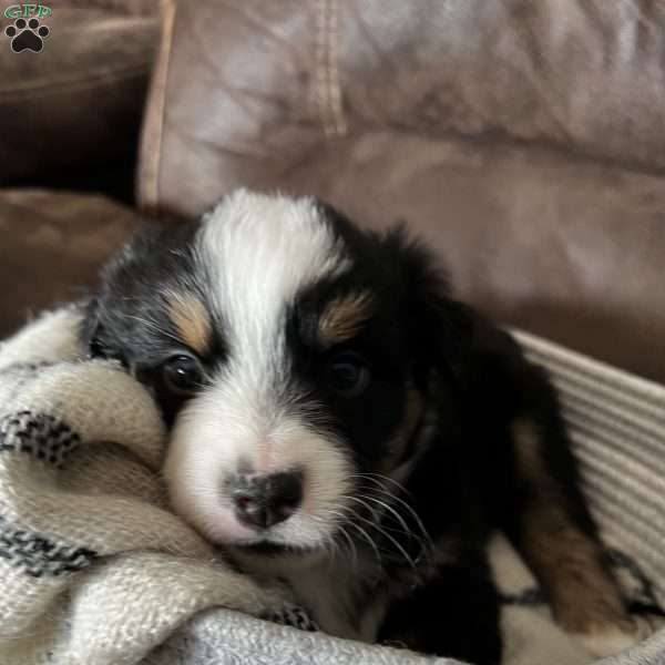 Ruby, Australian Shepherd Puppy