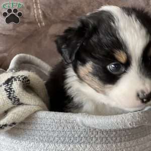 Ruby, Australian Shepherd Puppy