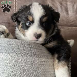 Ruby, Australian Shepherd Puppy