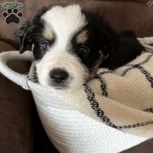 Beau, Australian Shepherd Puppy