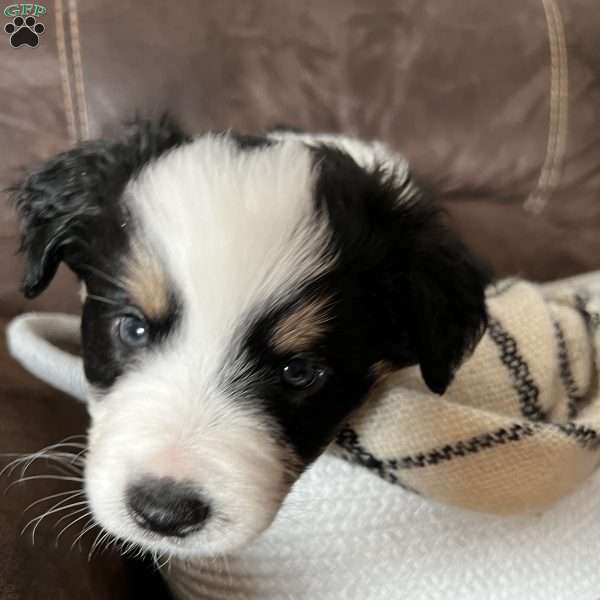 Beau, Australian Shepherd Puppy
