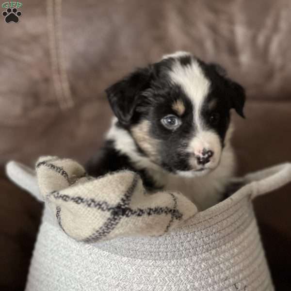 Arrow, Australian Shepherd Puppy