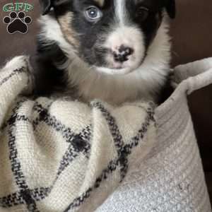 Arrow, Australian Shepherd Puppy