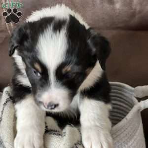 Arrow, Australian Shepherd Puppy