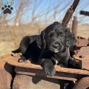 Bear, Bernese Golden Mountain Dog Puppy