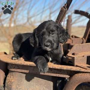 Bear, Bernese Golden Mountain Dog Puppy