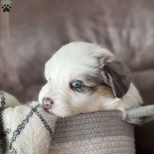 Romeo, Australian Shepherd Puppy
