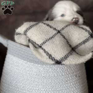 Romeo, Australian Shepherd Puppy