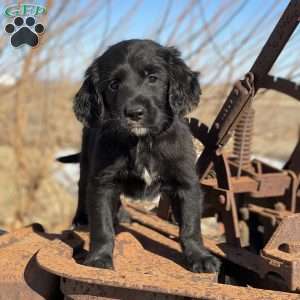 Bear, Bernese Golden Mountain Dog Puppy