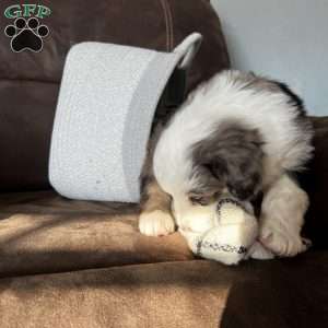 Romeo, Australian Shepherd Puppy