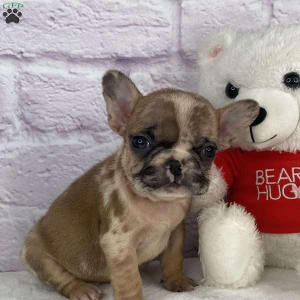 Brice, French Bulldog Puppy