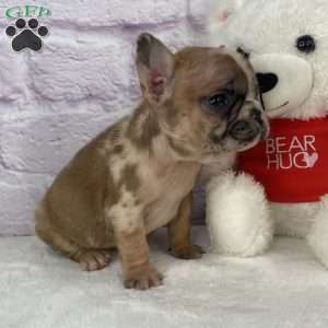 Brice, French Bulldog Puppy