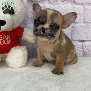 Brice, French Bulldog Puppy