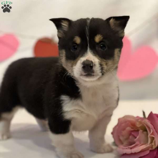 Felicity, Pembroke Welsh Corgi Puppy