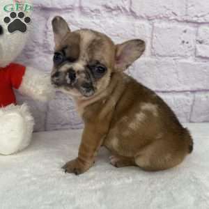 Brice, French Bulldog Puppy