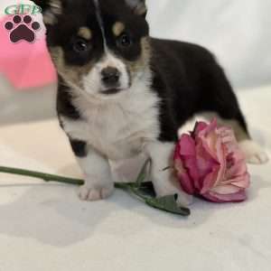 Felicity, Pembroke Welsh Corgi Puppy