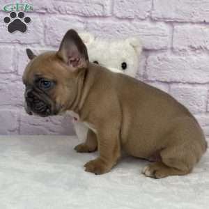 Bently, French Bulldog Puppy