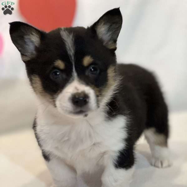 Faith, Pembroke Welsh Corgi Puppy