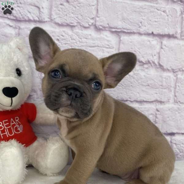 Bently, French Bulldog Puppy