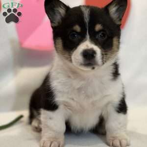 Faith, Pembroke Welsh Corgi Puppy