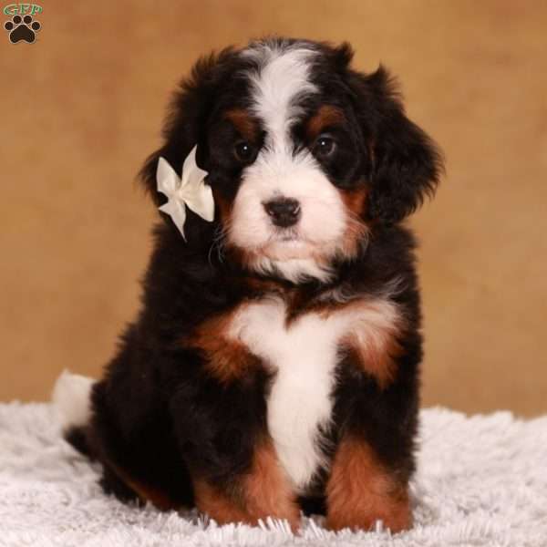 Myla, Mini Bernedoodle Puppy