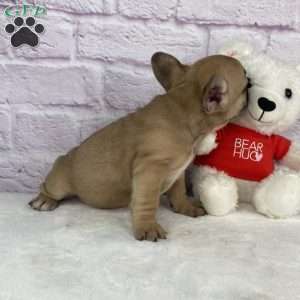 Payton, French Bulldog Puppy